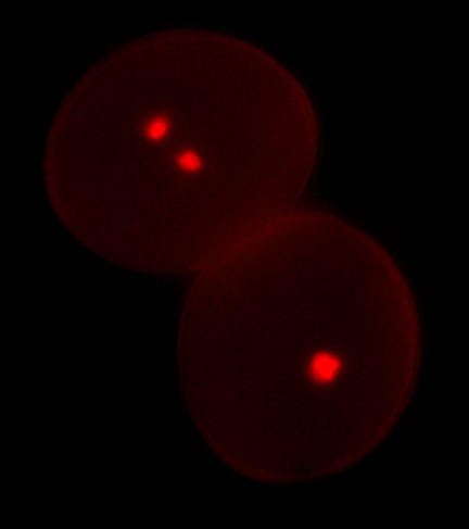pollen red sperm cells discovery